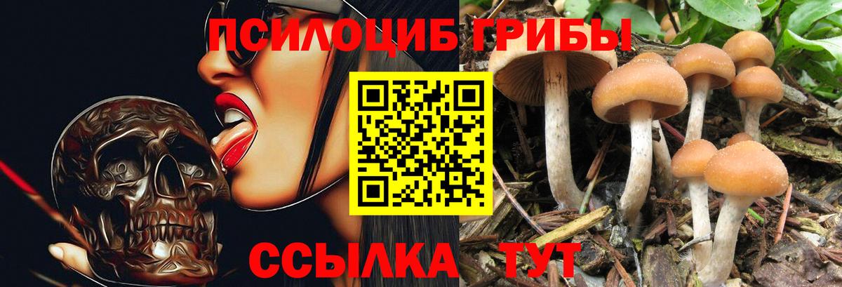 Псилоцибиновые грибы мицелий Губкинский